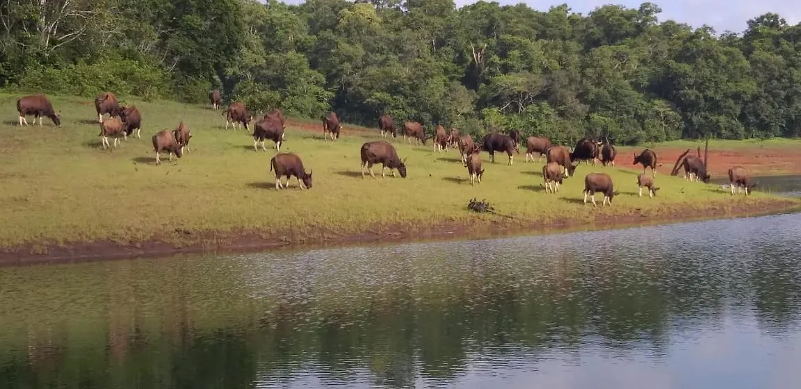 Aditi Thekkady